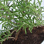 Rosemary In a Theme Herbs Planter