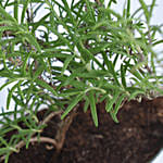 Rosemary In a Theme Herbs Planter