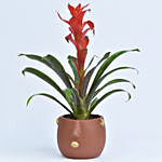 Beautiful Red Guzmania Plant