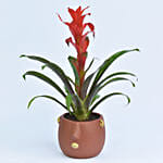 Beautiful Red Guzmania Plant