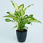 Dieffenbachia Plant For Your Indoors