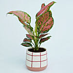 Red Aglaonema in a Pot