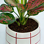 Red Aglaonema in a Pot