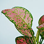 Red Aglaonema in a Pot