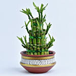 3 Layer Lucky Bamboo in Terracotta Planter