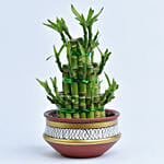 3 Layer Lucky Bamboo in Terracotta Planter