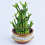 3 Layer Lucky Bamboo in Terracotta Planter