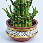 3 Layer Lucky Bamboo in Terracotta Planter