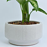 Dieffenbachia Plant In Round Ceramic Vase