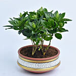 Gardenia Jasminoides in Terracotta Planter