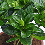 Gardenia Jasminoides in Terracotta Planter