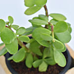 Lucky Jade Plant with Wooden Base