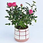 Pink Rose Plant In Designer Vase