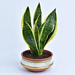 Snake Plant in Teracotta Planter