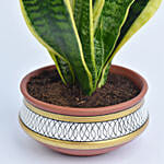 Snake Plant in Teracotta Planter