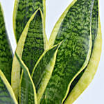 Snake Plant in Teracotta Planter