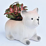Fittonia Plant in Dog Design Pot