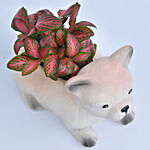 Fittonia Plant in Dog Design Pot