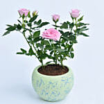 Pink Rose Plant in a Pot