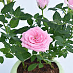 Pink Rose Plant in a Pot