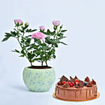 Pink Rose Plant with Fudge Cake