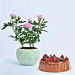 Pink Rose Plant with Fudge Cake