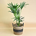 Kentai Palm in Premium Jute Basket
