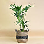 Kentai Palm in Premium Jute Basket
