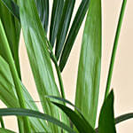 Kentai Palm in Premium Jute Basket