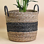Kentai Palm in Premium Jute Basket