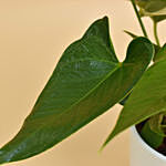 Red Anthurium In Ceramic Pot