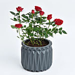 Red Rose Plant in a Pot