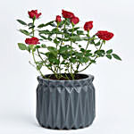 Red Rose Plant in a Pot