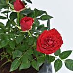 Red Rose Plant in a Pot