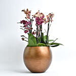 Holland Purple and Peach Phalaenopsis 7 Stems