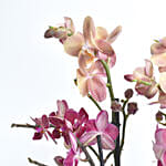 Holland Purple and Peach Phalaenopsis 7 Stems