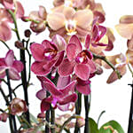 Holland Purple and Peach Phalaenopsis 7 Stems