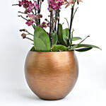 Holland Purple and Peach Phalaenopsis 7 Stems
