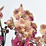 Holland Purple and Peach Phalaenopsis 7 Stems