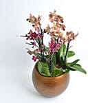 Holland Purple and Peach Phalaenopsis 7 Stems