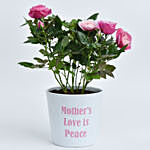 Mothers Love is Peace Rose Plant