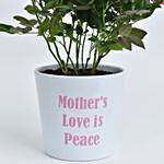Mothers Love is Peace Rose Plant