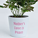 Mothers Love is Peace Rose Plant