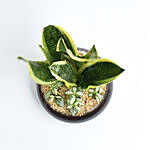 Snake Plant and Fittonia Dish