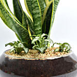 Snake Plant and Fittonia Dish