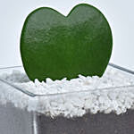 Heart Shape Hoya Kerri Plant