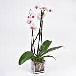 Pink Phalaenopsis Orchid Plant