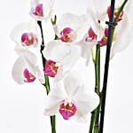 Pink Phalaenopsis Orchid Plant