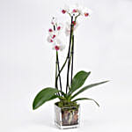 Pink Phalaenopsis Orchid Plant