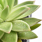 Green Echeveria Plant In Square Vase